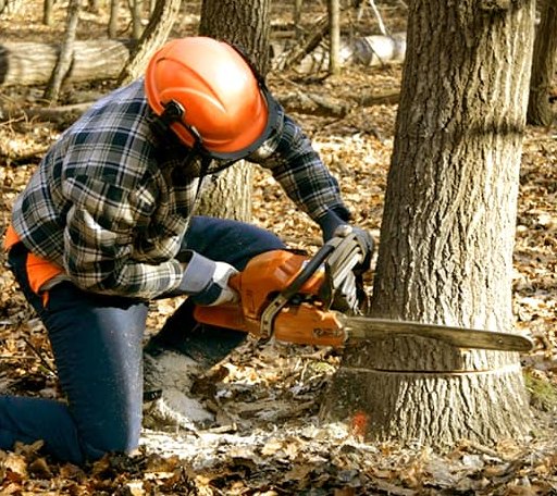Tree Removal in Bryantown, MD